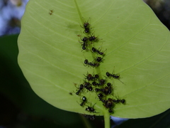 Dolichoderus thoracicus