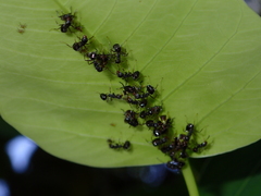 Dolichoderus thoracicus