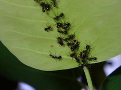 Dolichoderus thoracicus