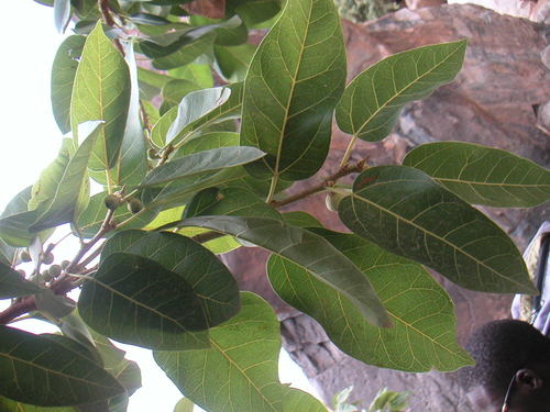 Red-leaved fig (Ficus ingens)