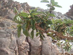 Ficus sycomorus gnaphalocarpa
