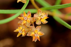 Asclepias brevipes