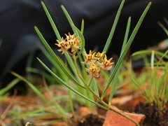 Asclepias brevipes