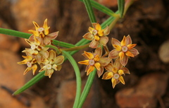 Asclepias brevipes