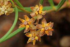 Asclepias brevipes