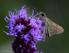 Hesperia attalus slossonae