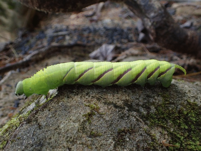 Rustic Sphinx