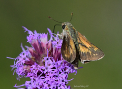 Hesperia attalus slossonae
