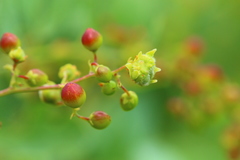 Searsia zeyheri