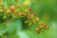 Searsia zeyheri