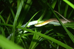 Rhabdophis subminiatus