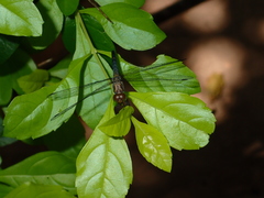 Brachydiplax