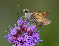 Hesperia attalus slossonae