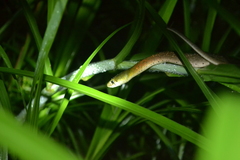 Rhabdophis subminiatus
