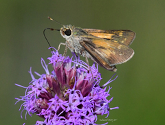 Hesperia attalus slossonae