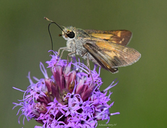 Hesperia attalus slossonae