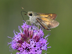 Hesperia attalus slossonae