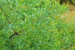 Searsia zeyheri