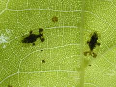 Corythucha juglandis