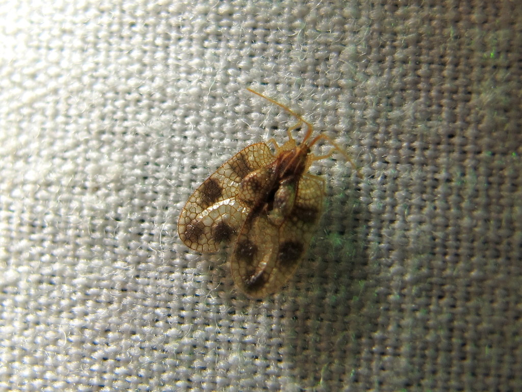Aristobyrsa