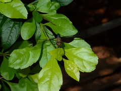 Brachydiplax