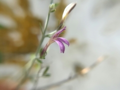 Mirandea huastecensis