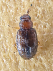Corticarina