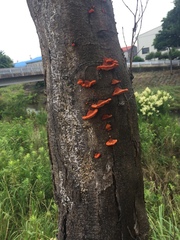 Trametes