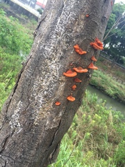 Trametes