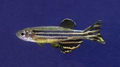 Danio rerio