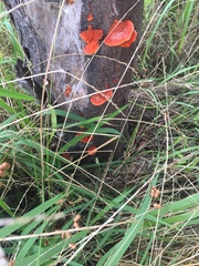 Trametes