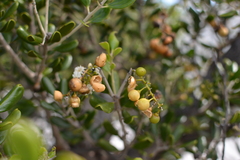 Jacquinia keyensis
