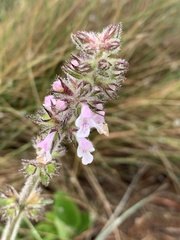 Stachys simplex