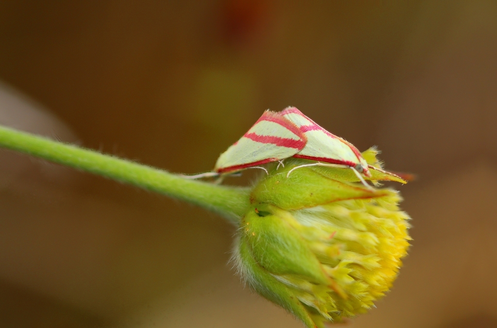 Rhodometra satura