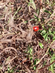 Coccinella septempunctata