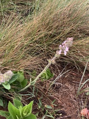 Stachys simplex