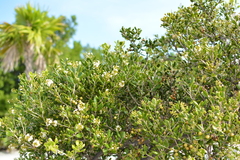 Jacquinia keyensis