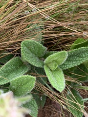 Stachys simplex
