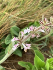 Stachys simplex