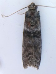 Acrobasis caryae