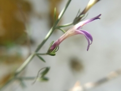 Mirandea huastecensis