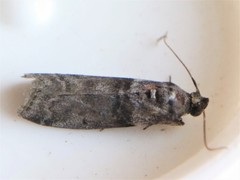 Acrobasis caryae
