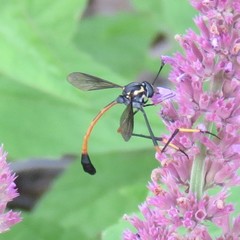 Systropus arizonicus