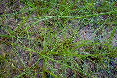 Eleocharis ovata