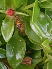 Apis mellifera