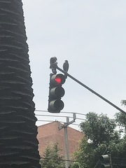 Parabuteo unicinctus