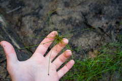 Eleocharis ovata