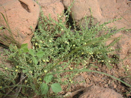 Image of Kickxia aegyptiaca by (c) Fabien Anthelme, some rights reserved (CC BY-SA)