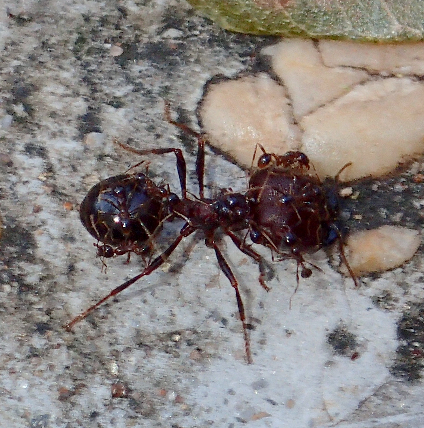 Carebara diversa