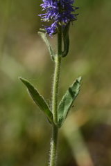Veronica porphyriana